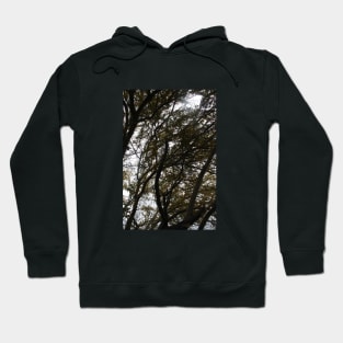 tree shadows Hoodie